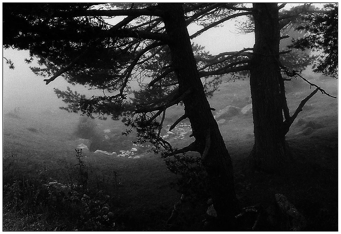 photographie en noir et blanc d'arbres dans la brume en montagne.